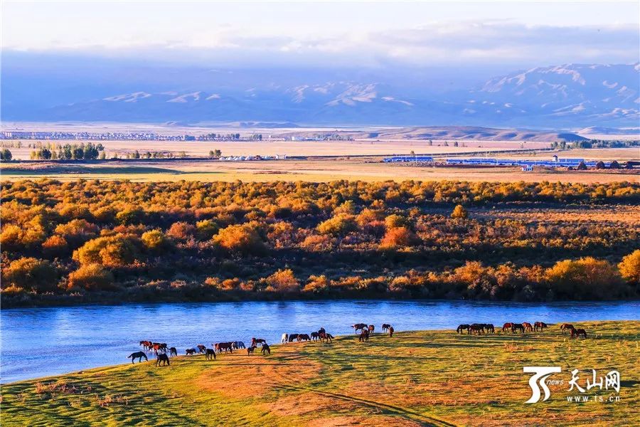 新疆，多元文化交融的璀璨明珠